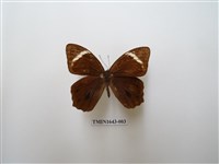 藏品(台灣黛眼蝶)的圖片